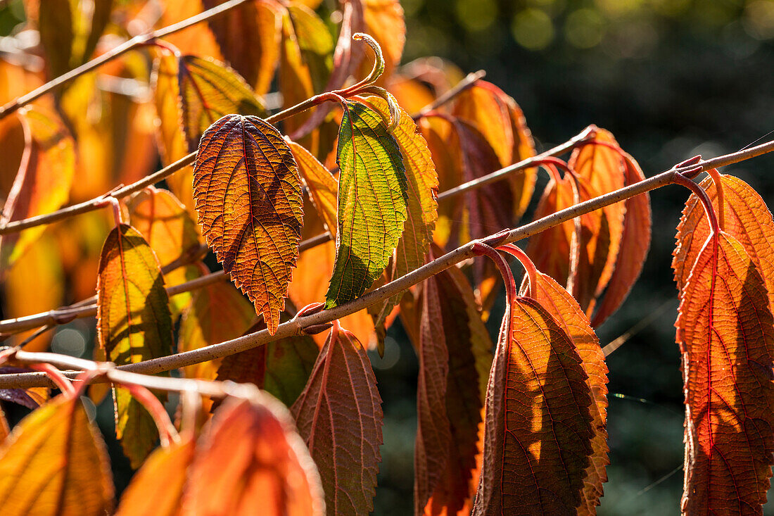 Viburnum plicatum