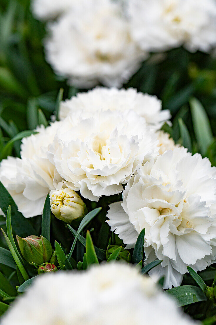 Dianthus Sunflor® 'Murray'