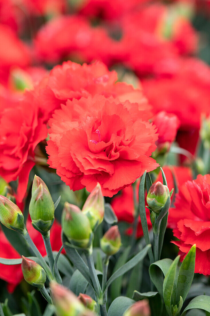 Dianthus Sunflor® 'Vulcano'