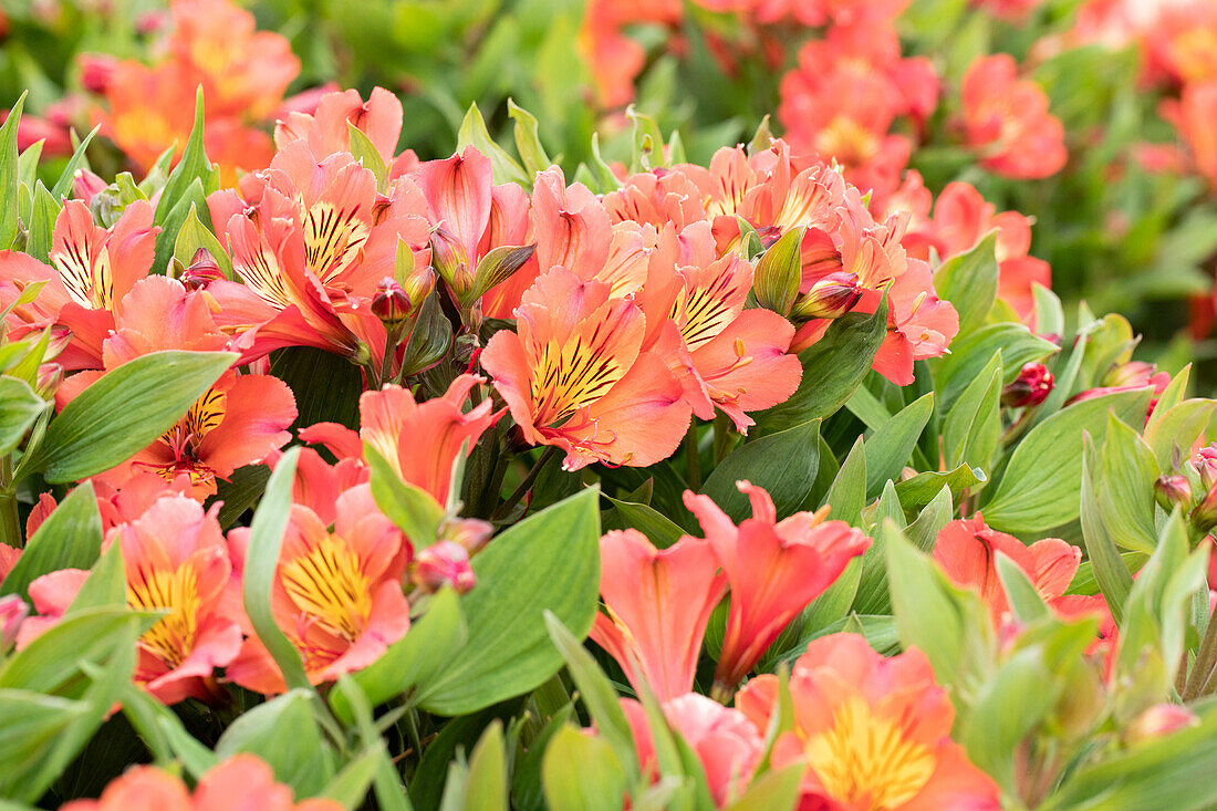 Alstroemeria Summer Paradise 'Holiday Valley'