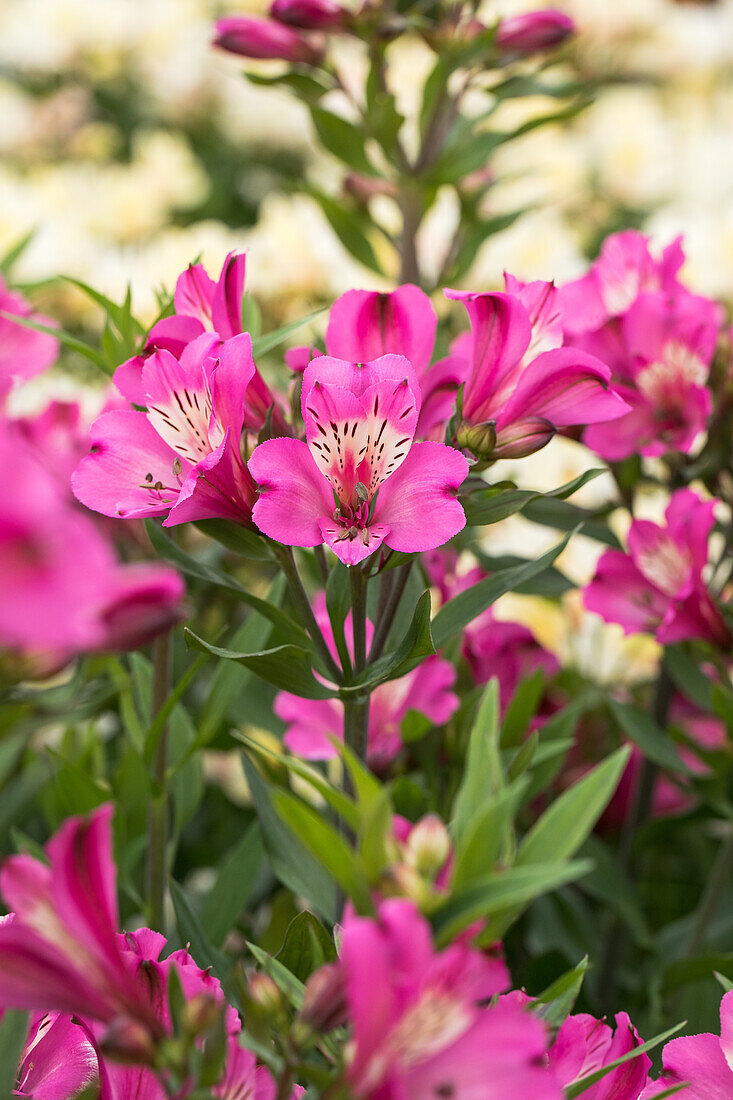 Alstroemeria Summer Paradise 'Summer Saint'