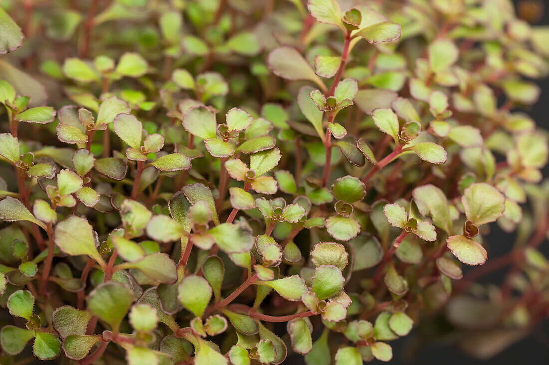 Sedum spurium 'Voodoo'