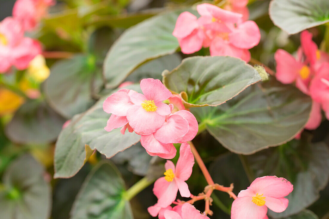 Begonia x benariensis BIG DeluXXe