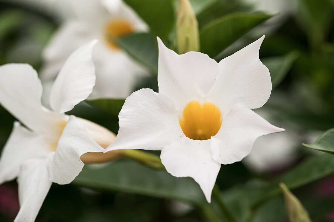 Mandevilla 'Bloom Bells® White'(s)
