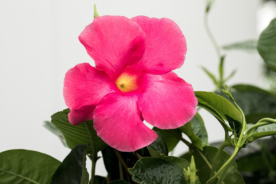 Mandevilla x amabilis 'Alice du Pont' (s)