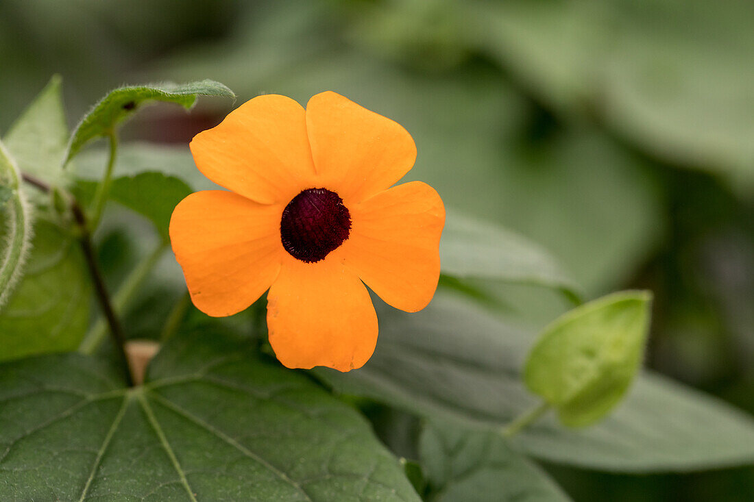 Thunbergia alata Sunny Susy 'Orange Red'(s)