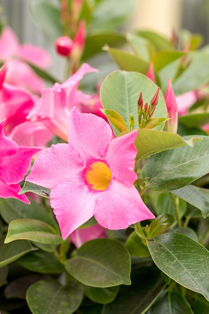 Mandevilla x amabilis 'Alice du Pont'