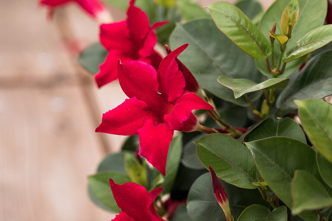 Mandevilla 'Bloom Bells® Red'(s)
