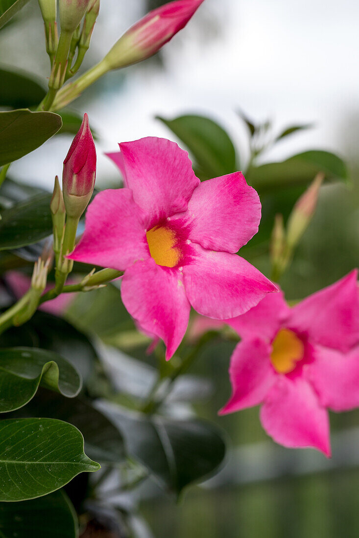 Mandevilla 'Bloom Bells® Pink'(s)
