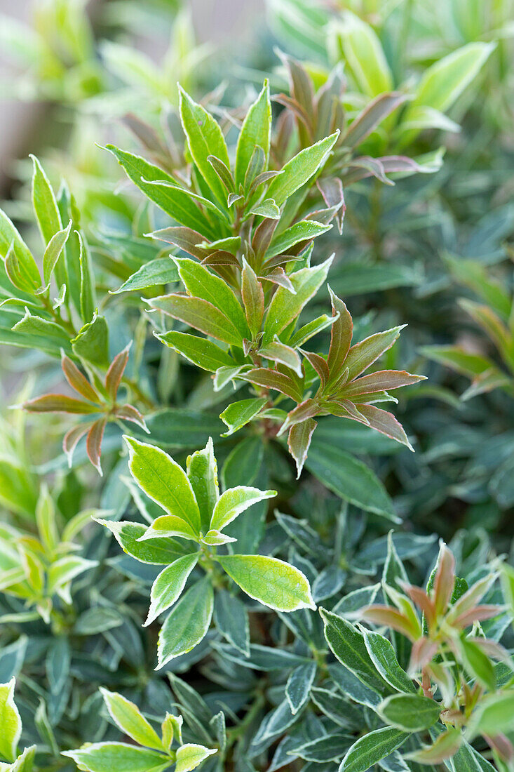 Pieris japonica