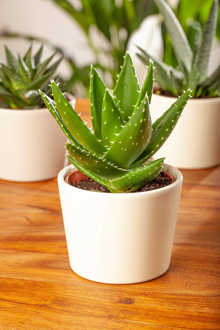 Aloe Hybriden