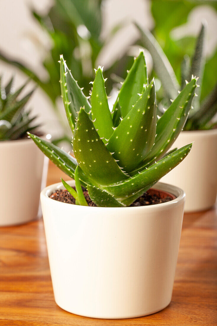 Aloe