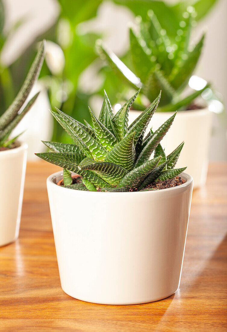 Haworthia