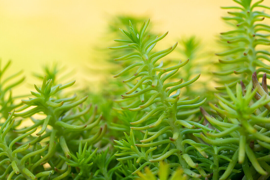 Sedum reflexum 'Yellow Cushion'