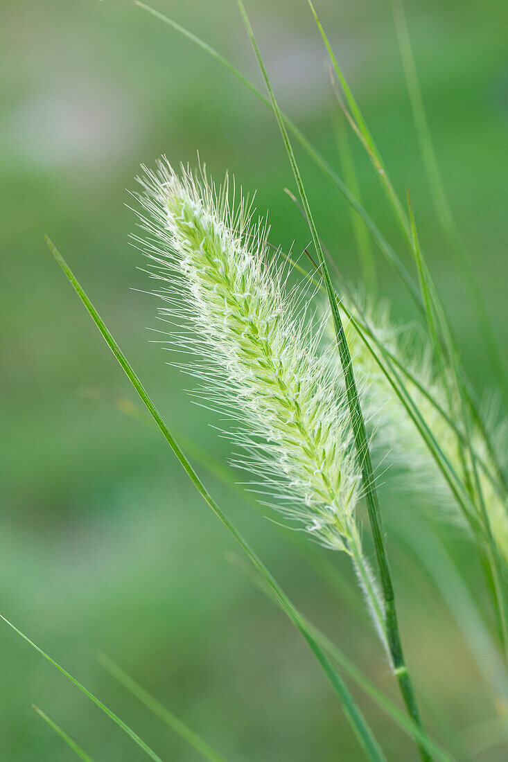 Pennisetum alopecuroides 'Hameln' (Hamelin)