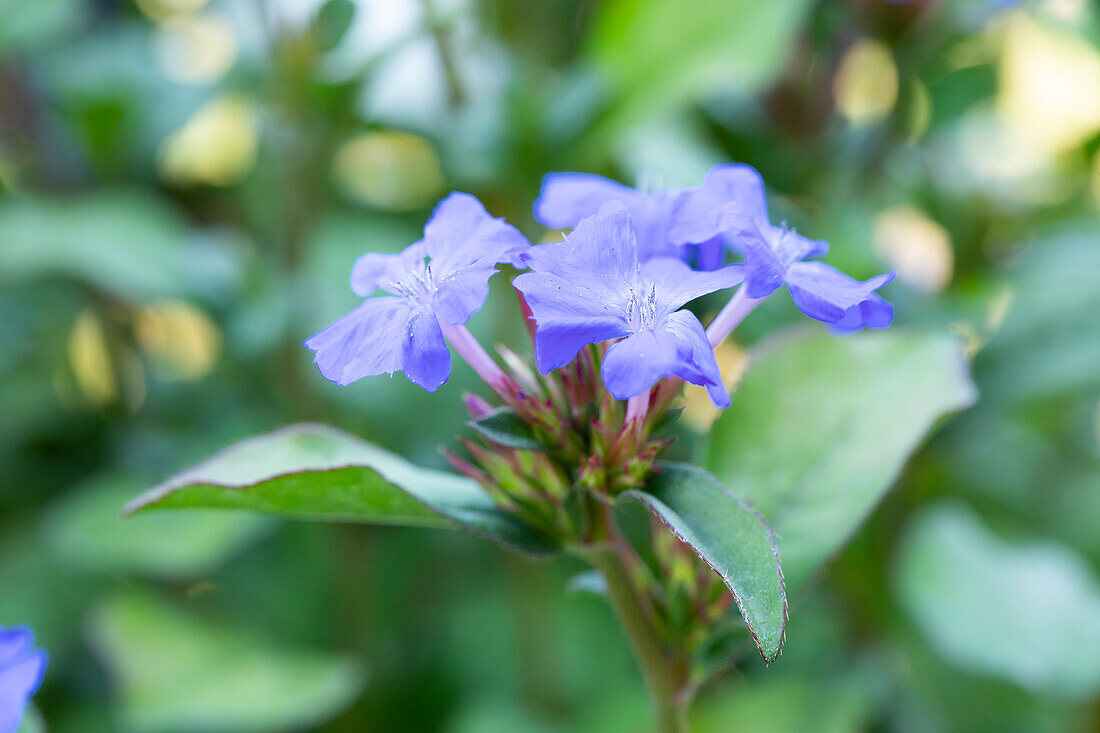 Ceratostigma plumbaginoides