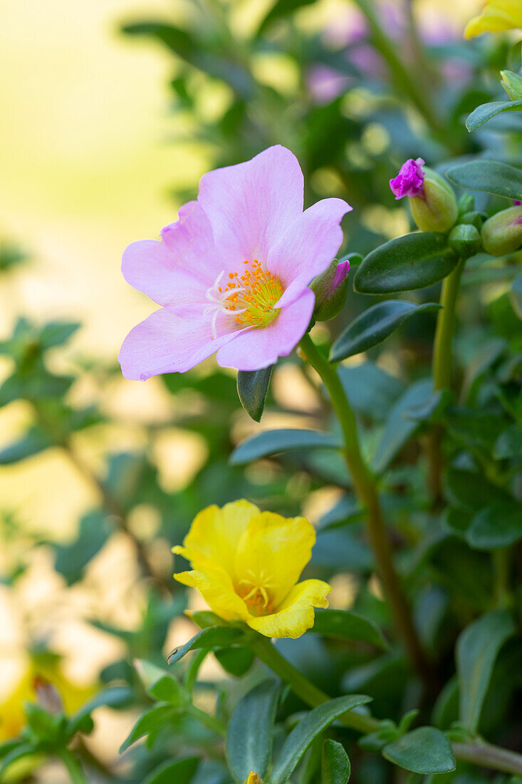 Portulaca grandiflora