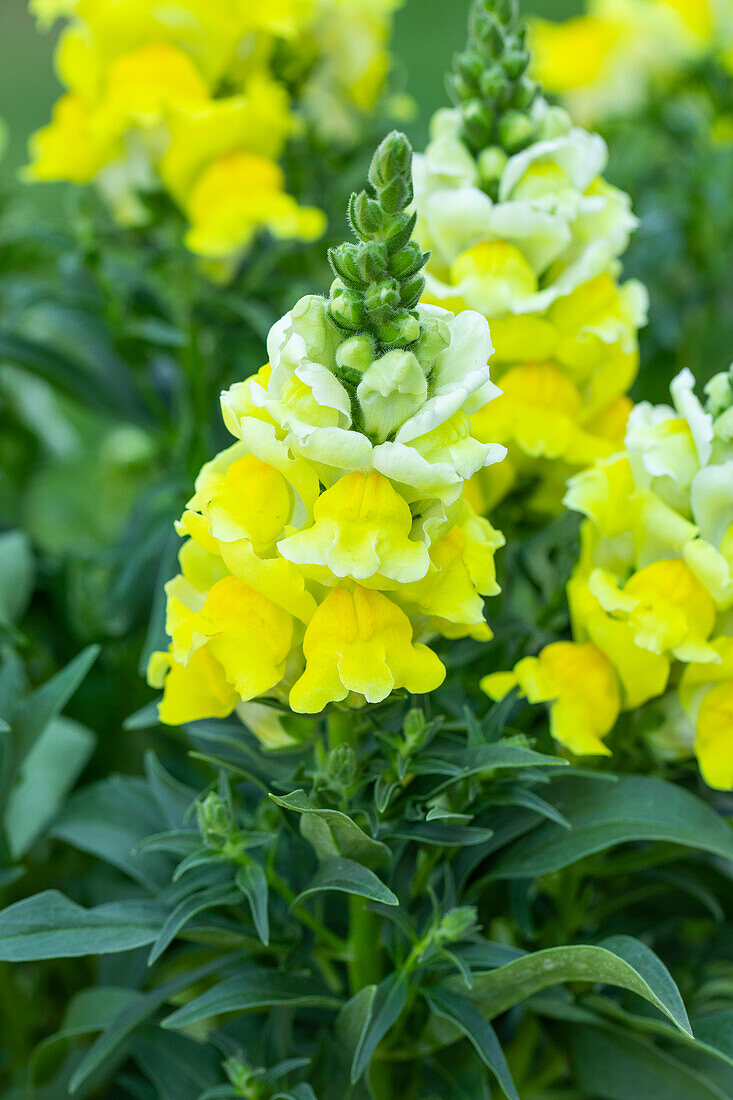 Antirrhinum majus, yellow