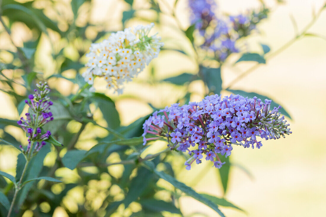 Buddleja davidii 'Summer Lounge'®