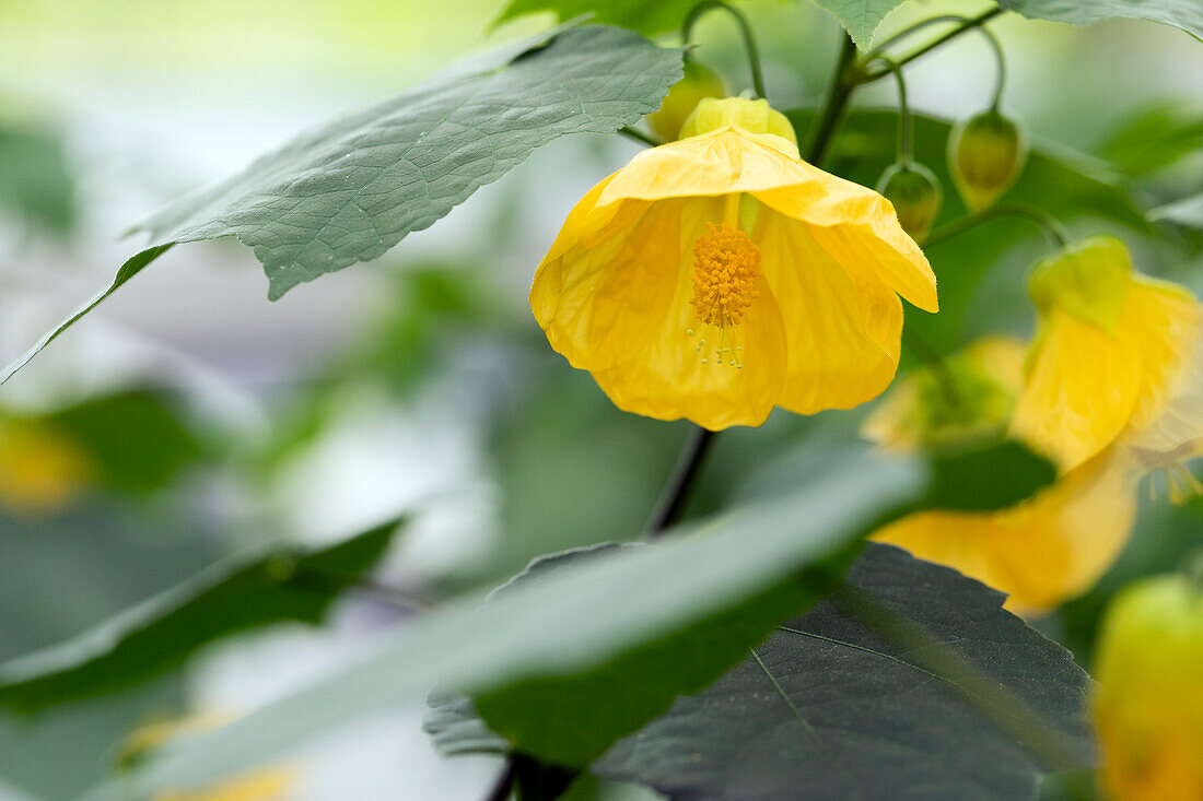 Abutilon, gelb