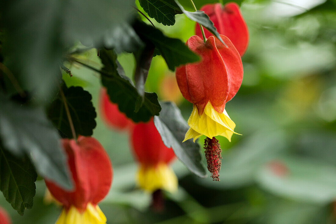 Abutilon megapotamicum 'Big Bell