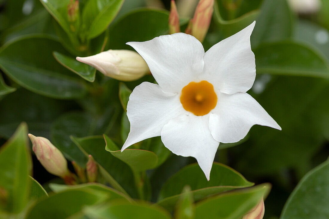 Mandevilla sanderi, white