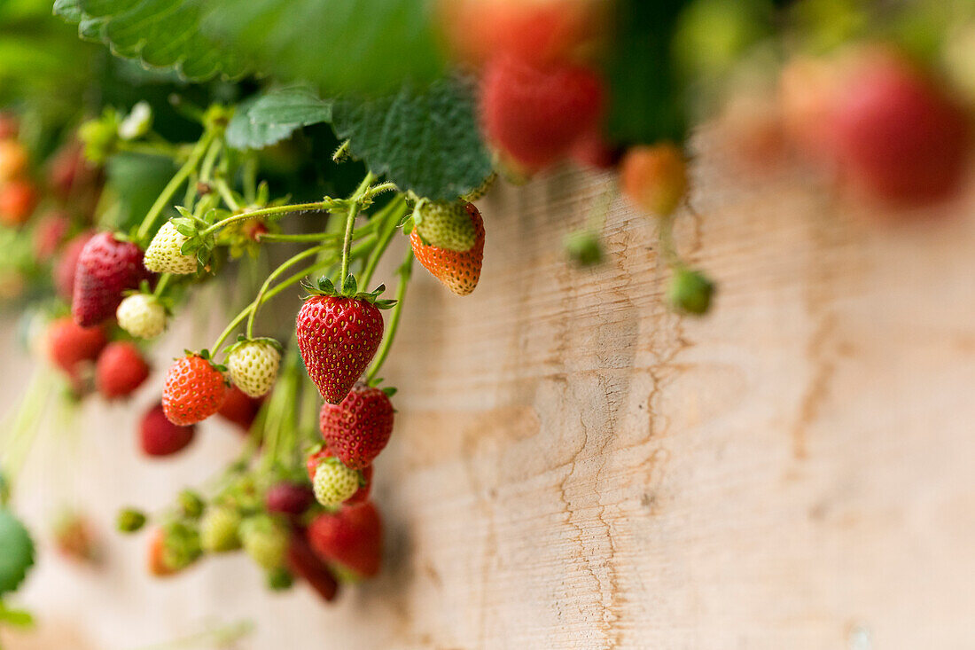 Fragaria