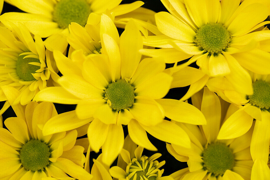 Chrysanthemum indicum 'Breeze Sun'