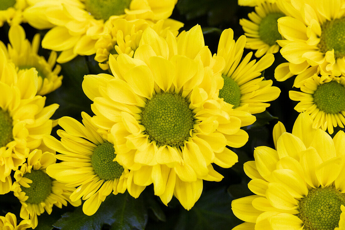 Chrysanthemum indicum Breeze Yellow