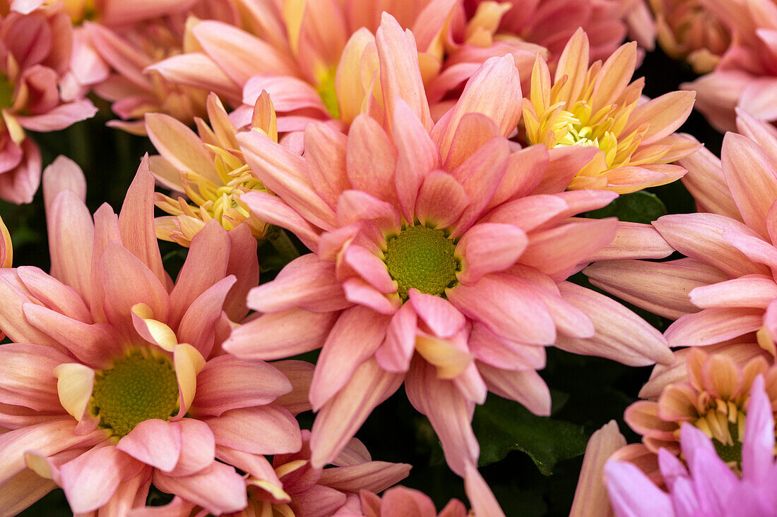 Chrysanthemum indicum 'Breeze Pink Flamingo'