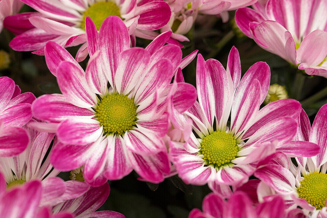 Chrysanthemum indicum Rainbow Passion