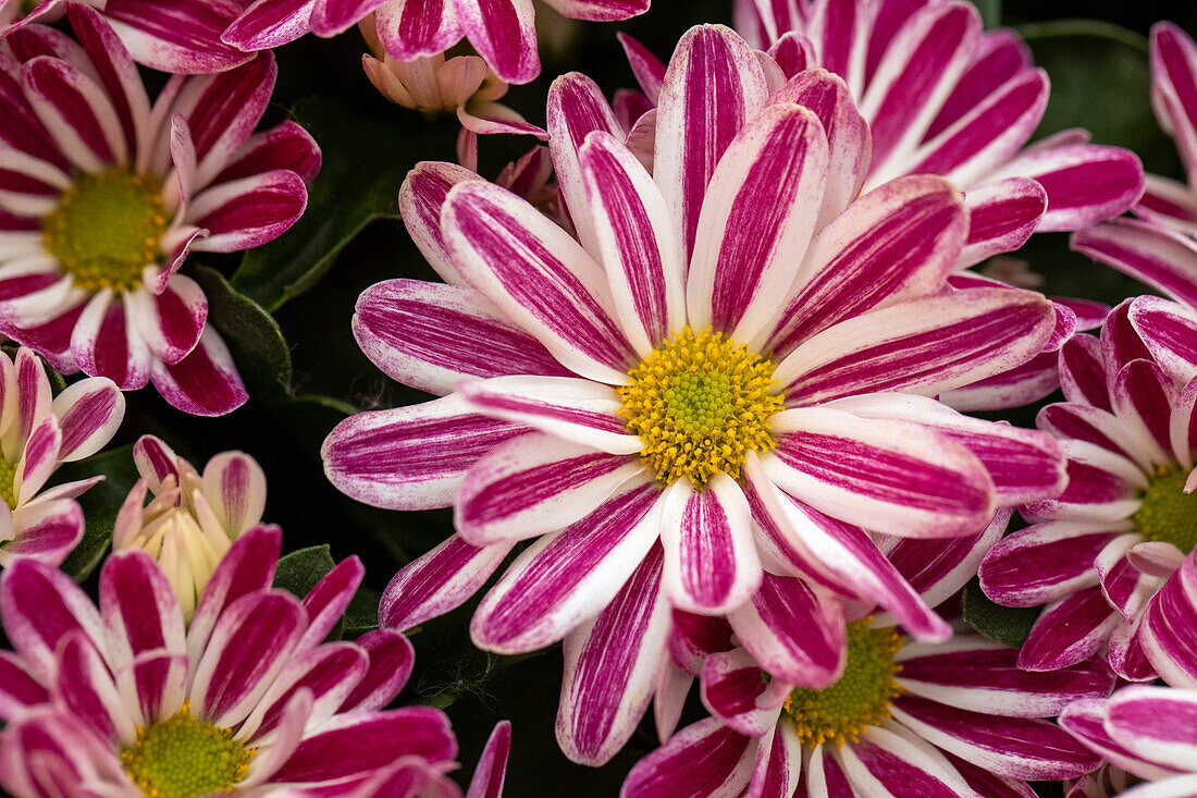 Chrysanthemum indicum 'Rainbow Twist'