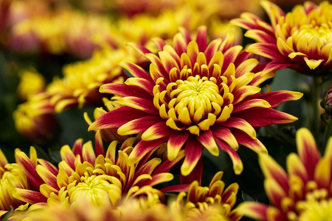 Chrysanthemum indicum 'Chrystal Festive Surprise'