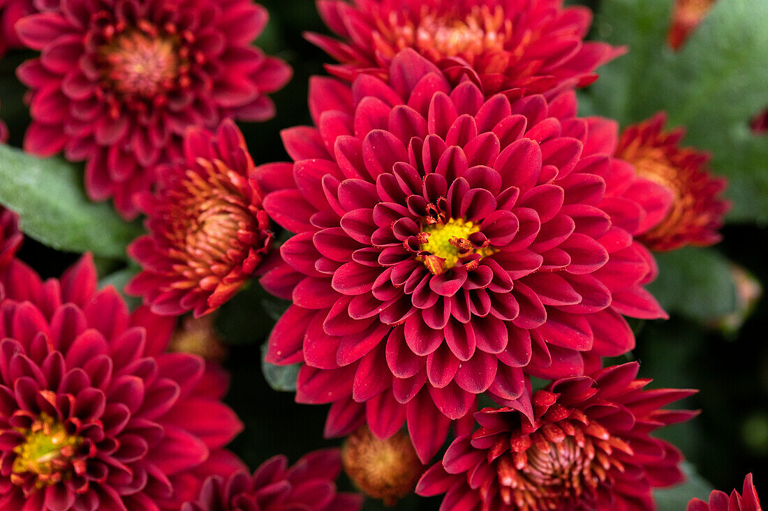 Chrysanthemum indicum Chrystal Ruby