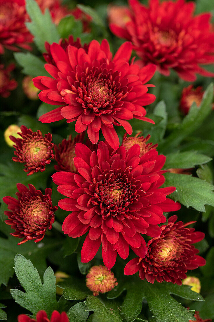 Chrysanthemum indicum 'Chrystal Red'
