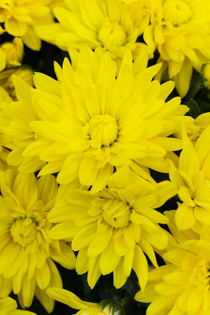 Chrysanthemum indicum, gelb
