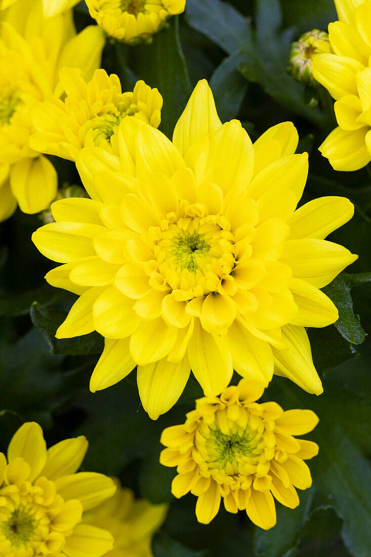 Chrysanthemum indicum 'Chrystal Smiley'