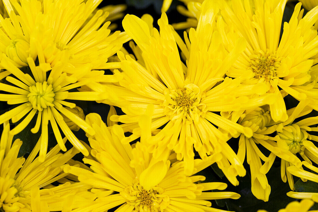 Chrysanthemum indicum 'Splash Yellow'