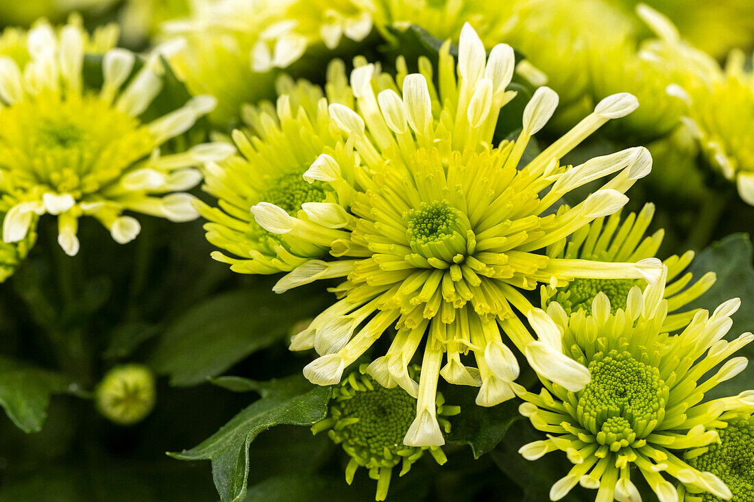Chrysanthemum indicum 'Splash Minty'