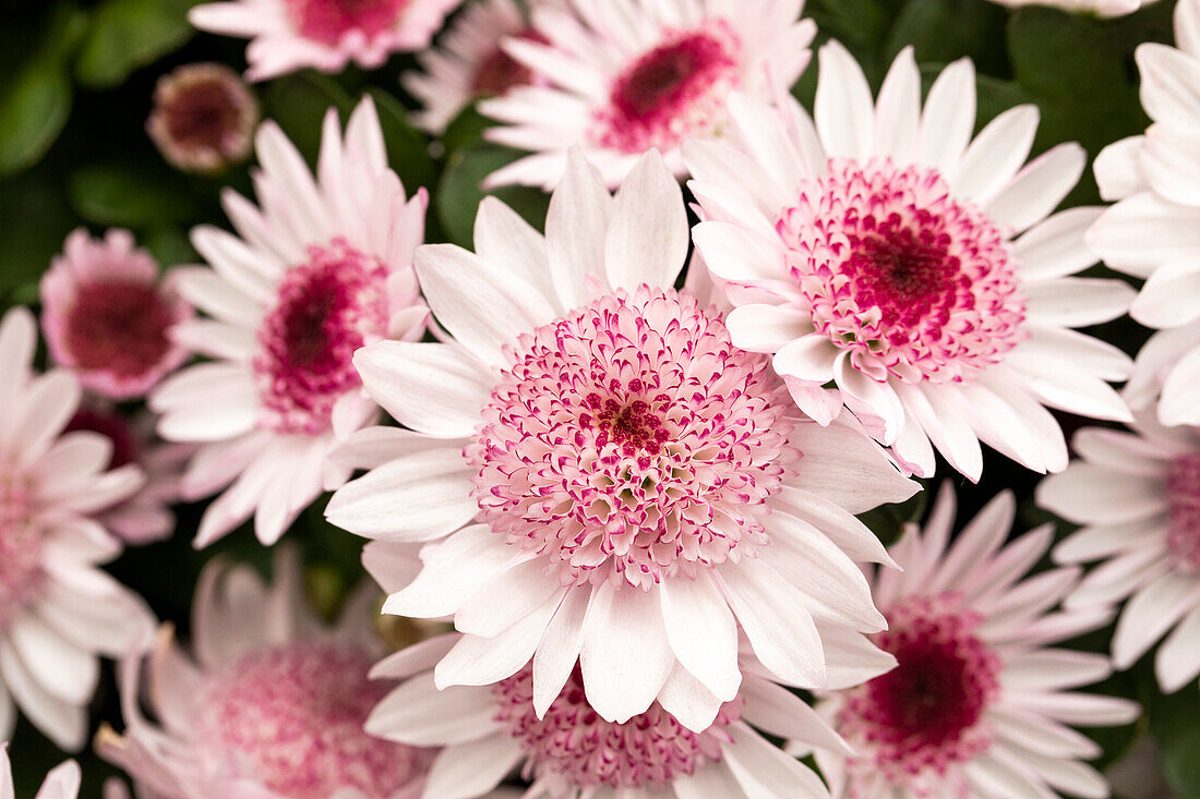 Chrysanthemum indicum 'Splash Sweet'