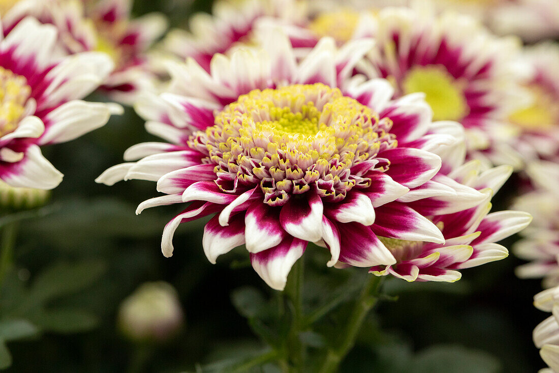 Chrysanthemum indicum, gefüllt, zweifarbig