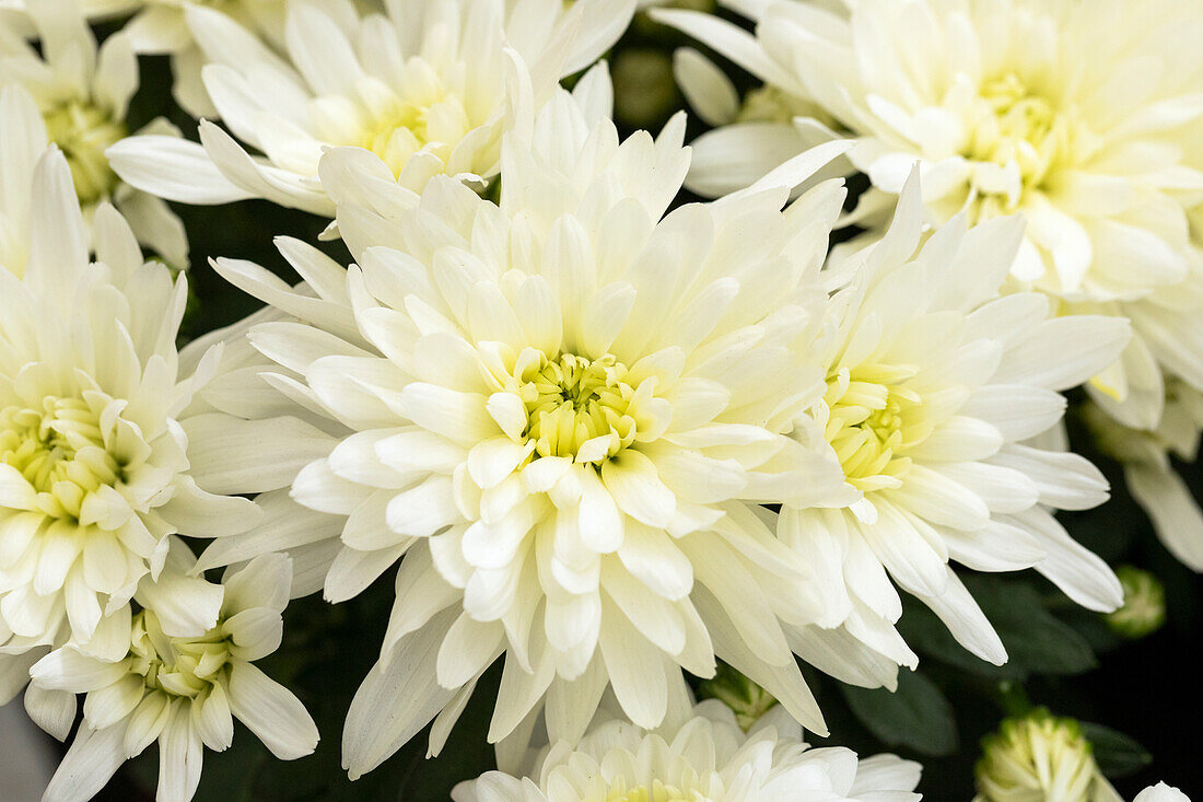 Chrysanthemum indicum, filled, white