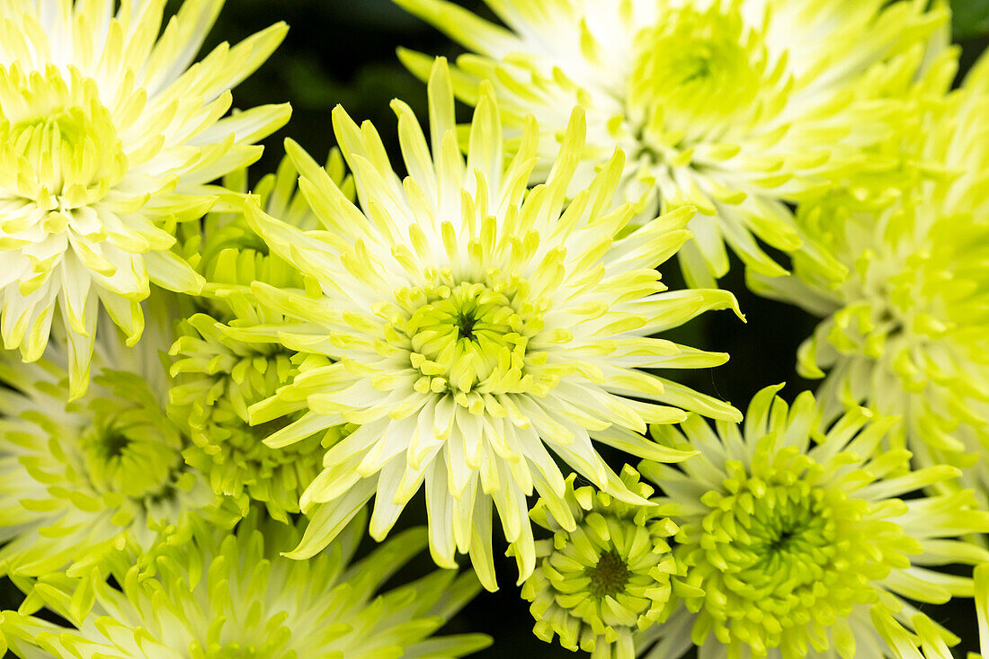 Chrysanthemum indicum, gelb