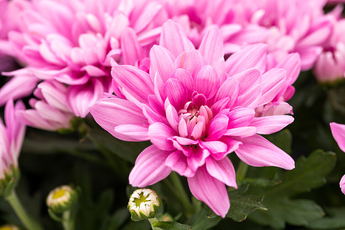 Chrysanthemum indicum 'Chrysanthemum indicum 'Chrystal Lovely'