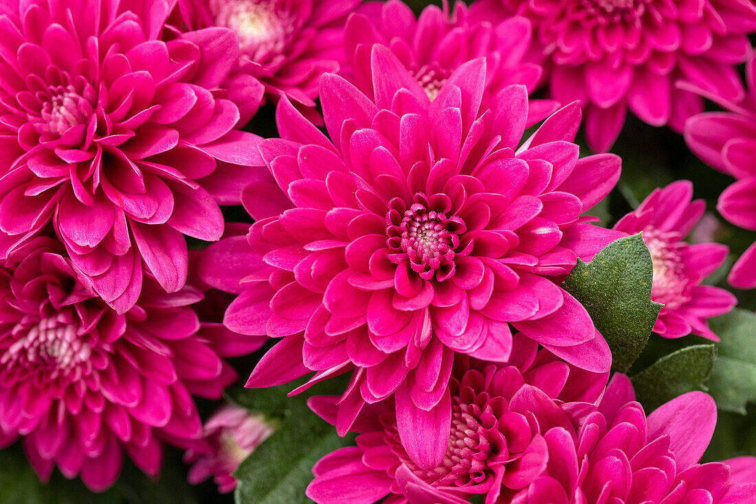 Chrysanthemum indicum 'Chrystal Regal'