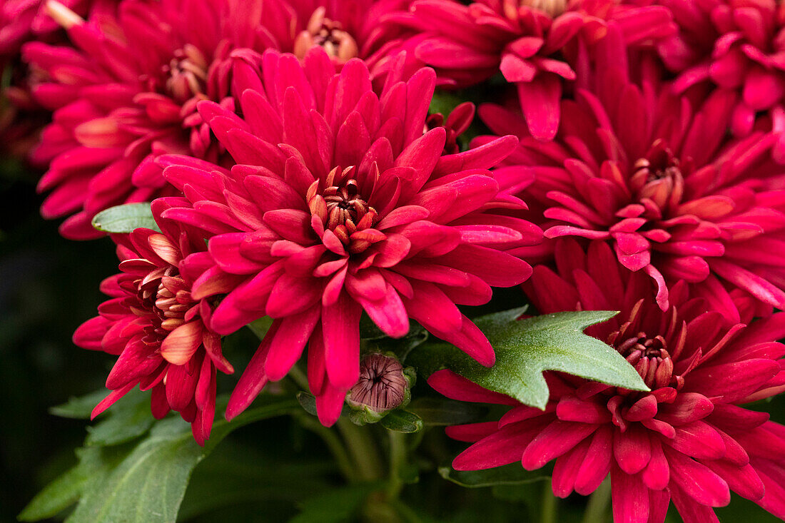 Chrysanthemum indicum 'Chrystal Purple Red'