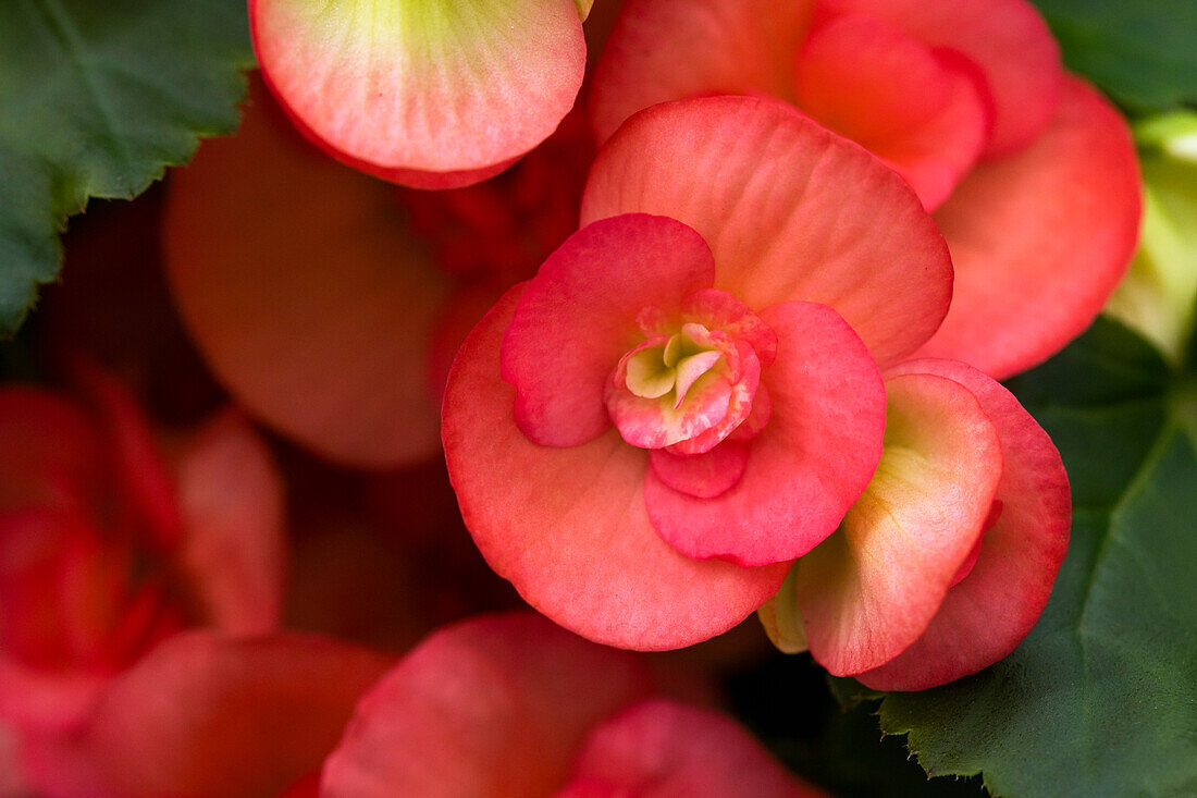 Begonia semperflorens, rot