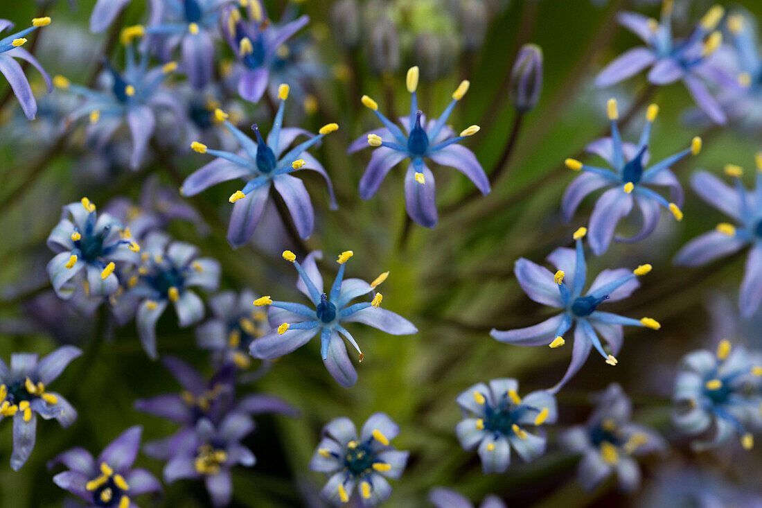 Scilla peruviana 'Caribbean Jewels Cayman