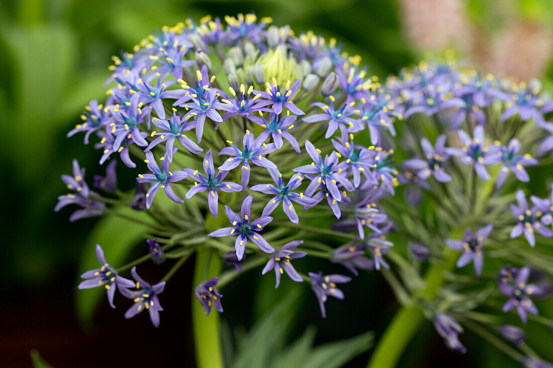 Scilla peruviana 'Caribbean Jewels® Bonaire'