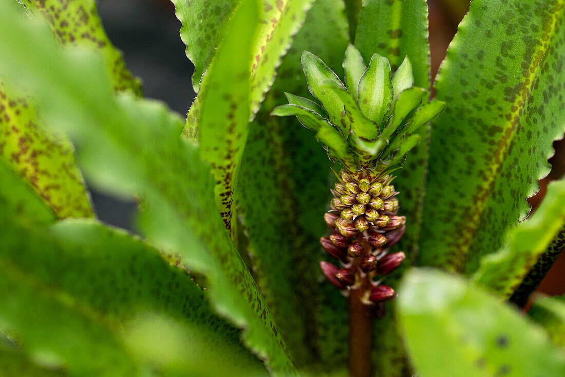 Eucomis Aloha Lily 'Tiki'